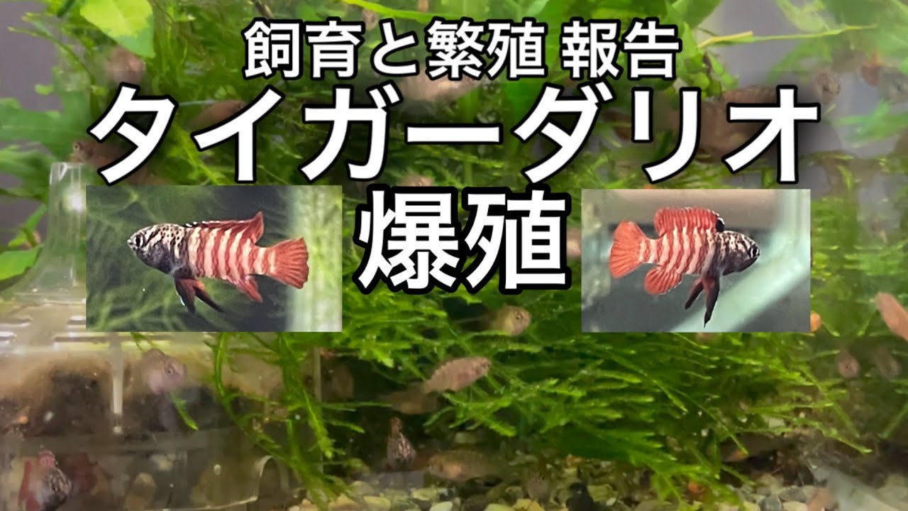 タイガーダリオの飼育、繁殖　オス、メスの見分け方法から、稚魚の不思議な生態。飼育セッティング等