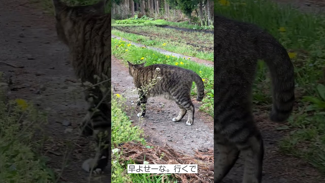 さんぽについてくる猫