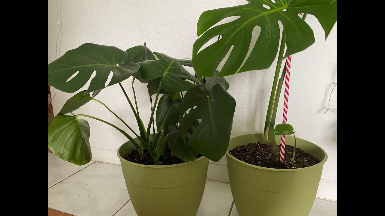 نبات القفص الصدري أو المونستيرا أو النبته العملاقة طريقة الاكثار والعناية