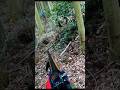 猟犬に怒り過ぎて人間が目に入らないイノシシ#チャコ #イノシシ #狩猟 #ジビエ料理