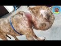 Rescue a Homeless Dog Was Walking Around With Swollen Head For The Saddest Reason