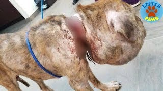 Rescue a Homeless Dog Was Walking Around With Swollen Head For The Saddest Reason