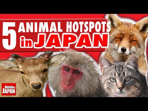 5 Must See Japanese Animal Hotspots