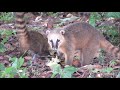 os quati veio comer uns abacate aqui no quintal