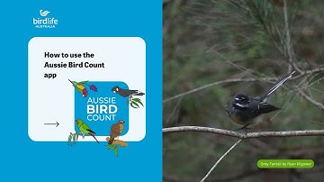 How to use the Aussie Bird Count App 2024