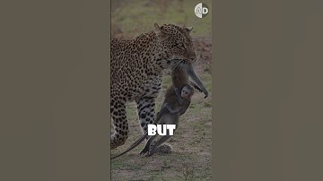 De meest hartverscheurende foto van wilde dieren: luipaard en baviaan #animal #animalworld