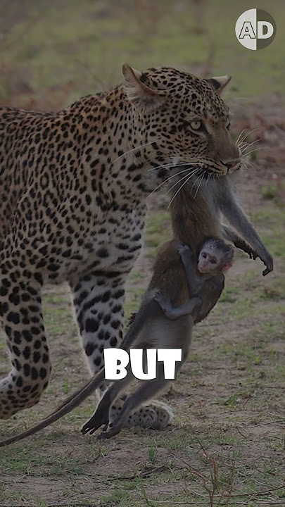 The Most Heartbreaking Wildlife Photo: Leopard and Baboon #animal #animalworld