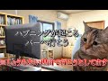 【猫meme】人と話慣れするために大人感あるお店へ行った時のお話 #猫マニ #猫ミーム
