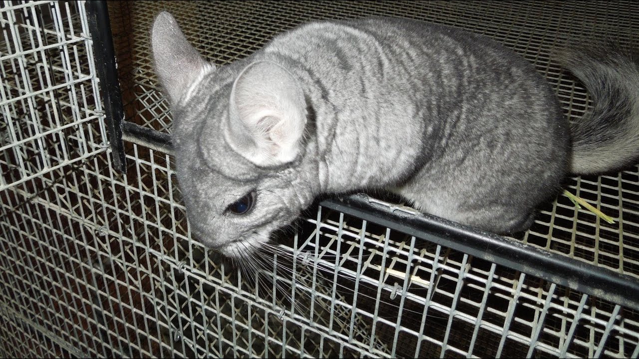 Chinchilla Questions