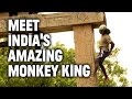 From suicidal to scaling walls indias amazing monkey king