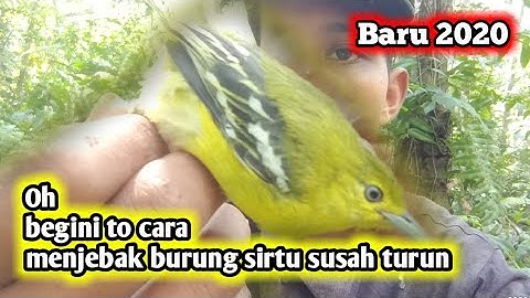 CUMA 1 menit , PIKAT BURUNG SIRTU/CIPO || CUMA PAKE MP3 AMPUH