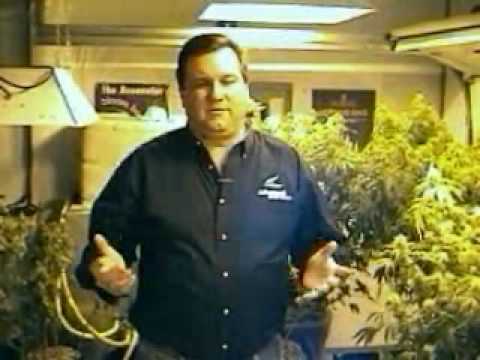 Steve Kubby Growing Marijuana - Lighting Max. Intensity