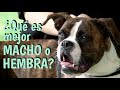 Cómo saber qué  🐩 perro puedo traer a casa ¿Macho o Hembra? 🧐 [CONSEJOS Y CARACTERÍSTICAS]