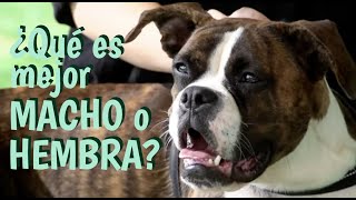 Cómo saber qué  🐩 perro puedo traer a casa ¿Macho o Hembra? 🧐 [CONSEJOS Y CARACTERÍSTICAS]