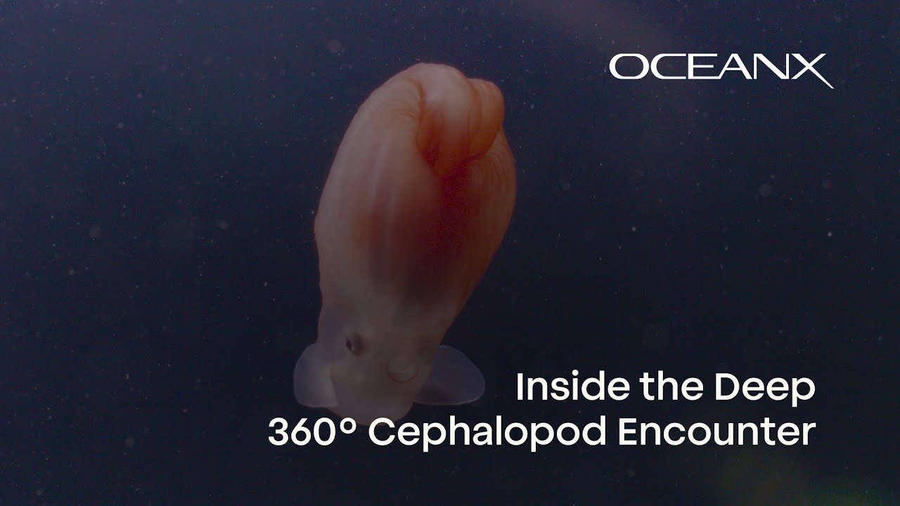 360° Deep Sea Dive | Rare Cephalopod Gathering in Seychelles