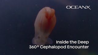 360 Deep Sea Dive Rare Cephalopod Gathering In Seychelles