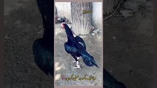 Black mushka thai bird #amroha #aseelmurga #cheenaaseel #aseel #murga #mianwaliaseels #birds #yt
