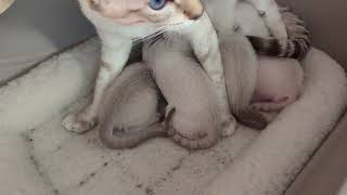 Siamese Kittens are getting big ... Almost 3 weeks old.