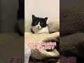 公園で段ボールに入れられてた産まれたてのハク　夜なかなか捕獲器に入らずコンビニで陳列のササミを買い捕獲できたササミ　飼い主ご夫婦が亡くなり戻ってきたツクシ　人と同じ猫生にドラマを抱えてる3匹