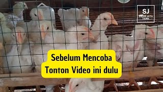 Cara Beternak Ayam Broiler Skala Rumahan - Ternak Ayam Broiler Percobaan Ke 1