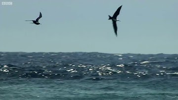 sự sinh tồn của cá chuồn