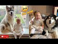 A Girl’s Best Friend! Baby Bonds With Her Giant Doggo’s