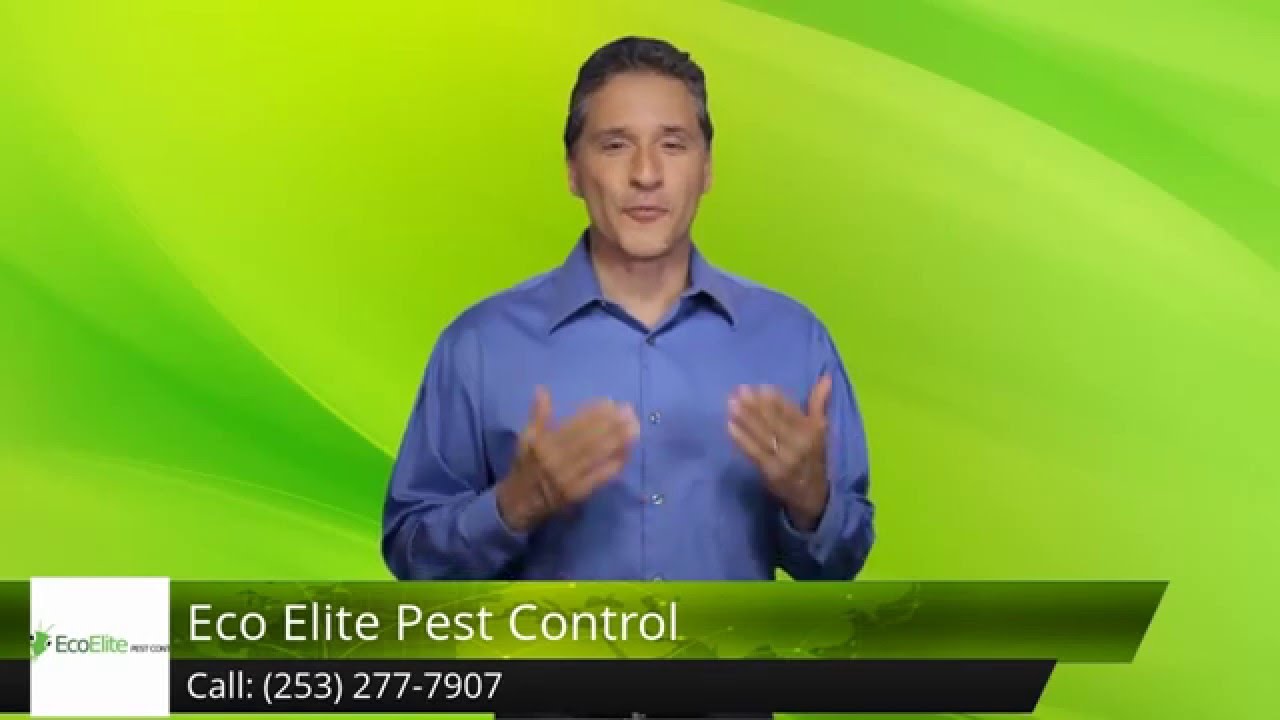 Eco Elite Pest Control Kent Perfect 5 Star Review By Eco Elite Pest Control Kent Perfect 5 Star Review By