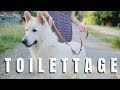 JE FAIS TOILETTER MON BERGER BLANC SUISSE