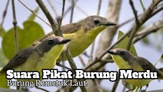 Suara Pancingan Burung Remetuk Laut