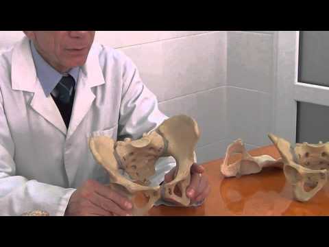 Видео: Диаграмма и функция женских костей таза - Карты тела