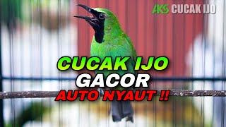 PANCINGAN CUCAK IJO GACOR FULL NEMBAK COCOK UNTUK MENAIKKAN EMOSI IJO DEWASA BAHAN