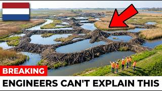 Information Netherlands Put 42 Beavers in a Dead Delta — What They Did With Mud and Sticks Was Insane Guide