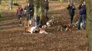 Scottish Basset Hound Walk at Crathes Castle, Banchory by Ally Crombie 1,945 views 11 years ago 4 minutes, 19 seconds