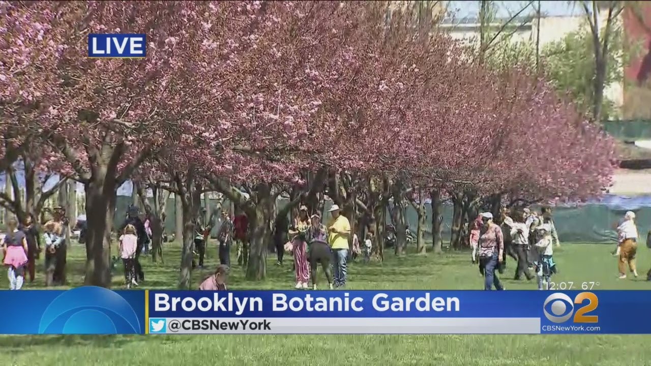 Cherry Blossom Festival At Brooklyn Botanic Gardens Youtube