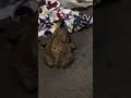 Big frog