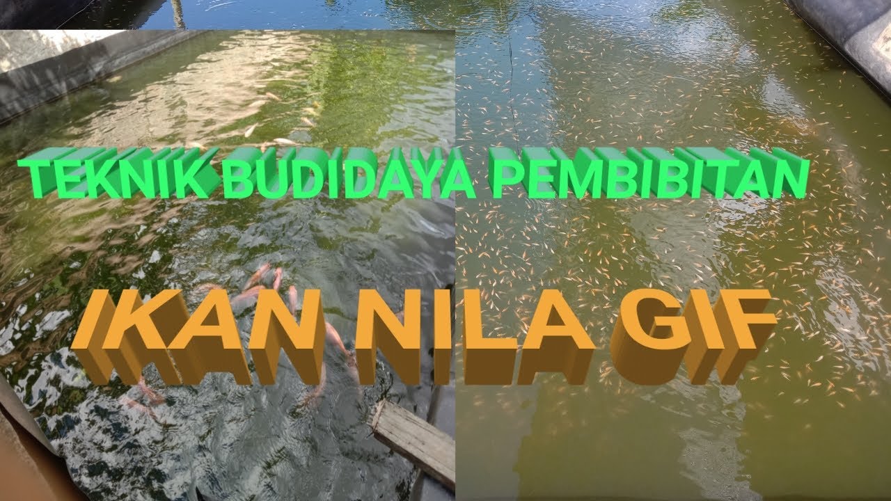 TEKNIK BUDIDAYA PEMBIBITAN IKAN NILA GIFT (MERAH)