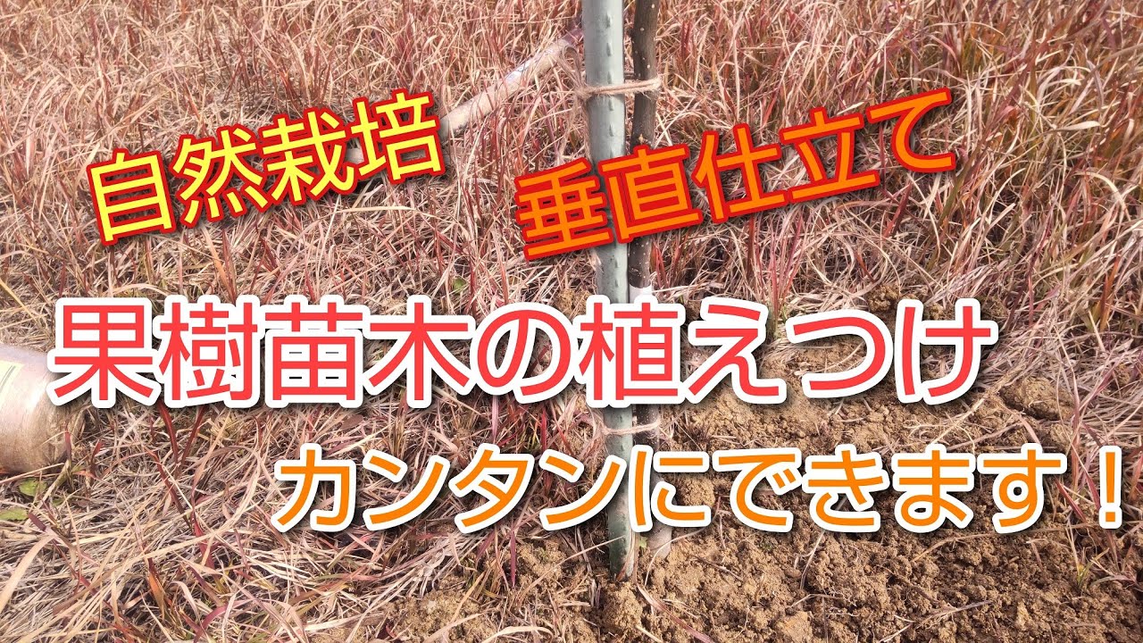 【自然栽培果樹】苗木の植え付け - YouTube