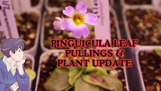 Pinguicula Leaf Pulling & Carnivorous Plant Updates by Redd 29 views 3 months ago 15 minutes