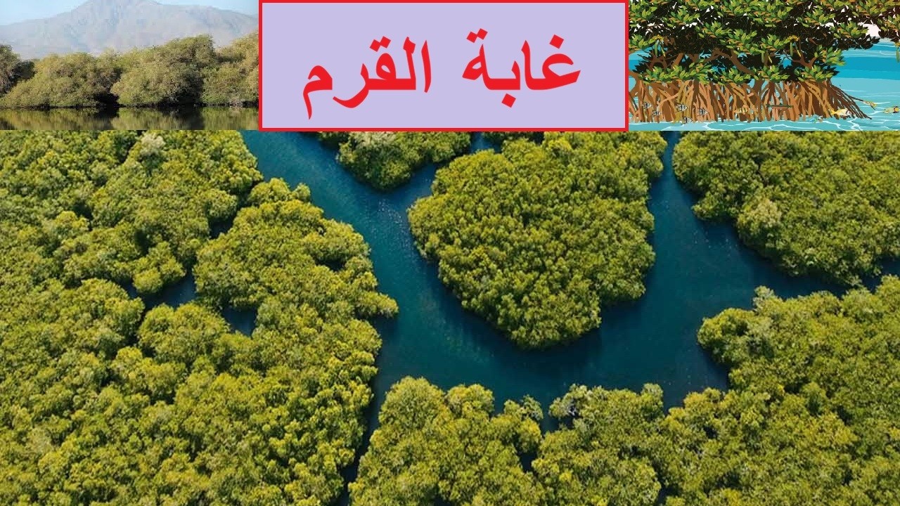 غابة القرم / العلوم البيئية / صف ثاني عشر /  مناهج سلطنة عمان / كامبريدج / استاذ / محمد صالح