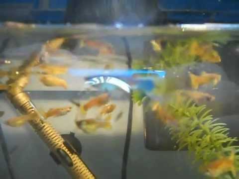 Guppies Eating Mosquito Larvae You Guppies Eating Mosquito Larvae