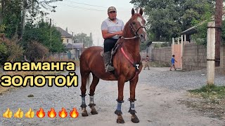 картинка: пай пай паай ЗОЛОТОЙ АЛАМАНГА АТ ЭЛАМАНДА