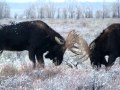 Battling Bulls of Wyoming