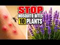 10 Powerful Mosquito-Repelling Plants You Should Grow