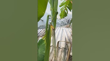 Cây mía dài nhất thế giới#shorts #cothebanchuabiet #thich88 #shortvideo #xuhuong