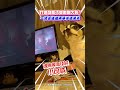 打遊戲輸了突嚇到大叫！一旁吉娃娃無辜慘遭波及｜觸咪