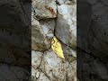The manual process of extracting gold from quartz rock. 🔨✨  #shorts #gold #mining
