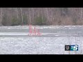 UPDATE: Teal Lake Meltdown structure sinks after drifting around on a piece of ice