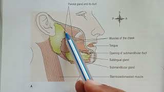 Salivary Glands Major Pair Of Salivary Glands Location Of Salivary Glands Salivary Gland Ducts