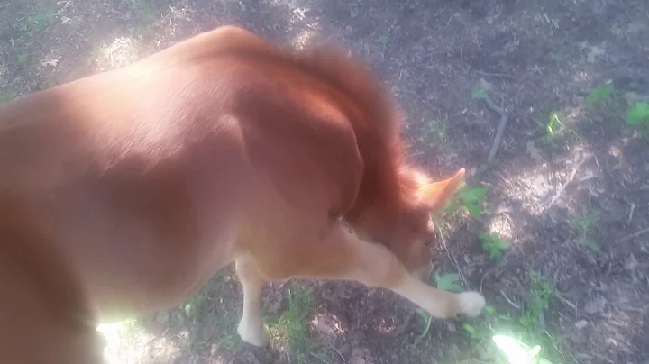 Boogie can do what Bella does!