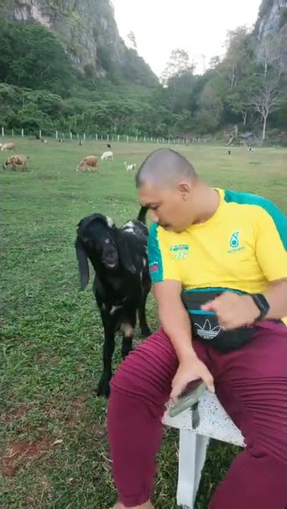 NGOBROL SAMA KAMBING